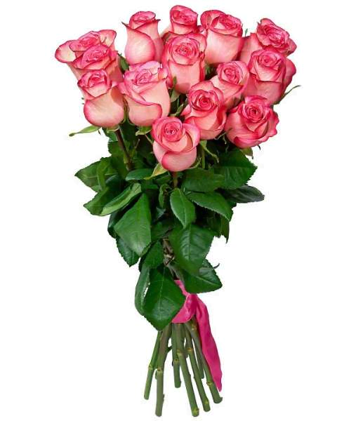 Роза бело розовая Джумилия 80 см 15штук
