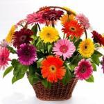 Кошик із гербер 25 шт