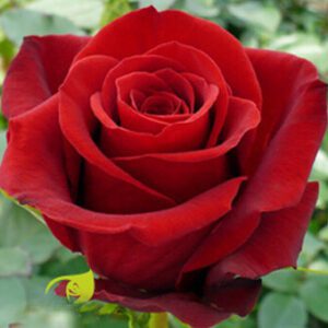 Эквадорская роза красная