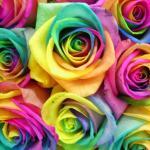 Buy rainbow roses 15pcs
