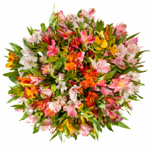 Букет Альстромерия 35 шт