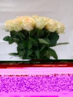 Персиковая роза 60 см 25 штук