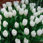Bouquet 101 white tulip