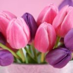 37 тюльпанів у коробці № 44