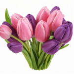 37 тюльпанов в коробке