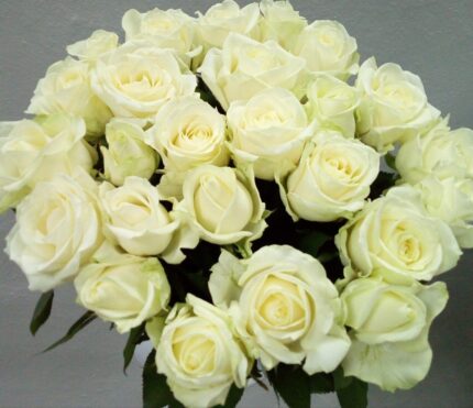 Роза белая 70 см 15шт