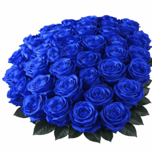 Букет синие розы 51 шт