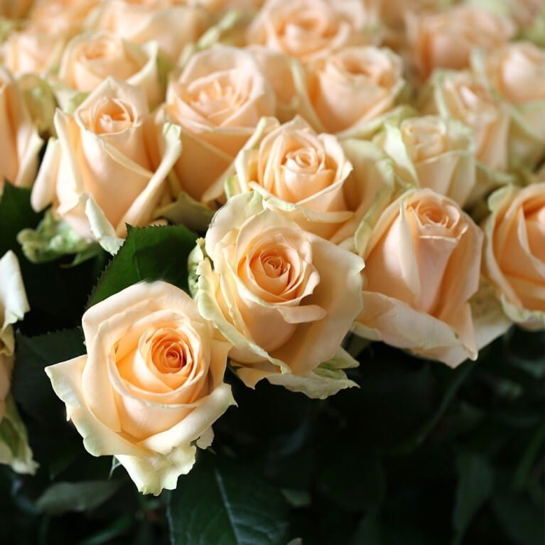 Купить персиковую розу 25 штук с доставкой по Одессе