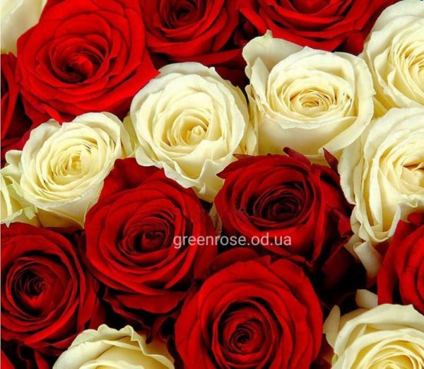 красные и желтые розы