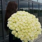 101 троянда Еквадор біла