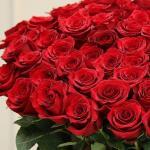 Red rose 75 pieces