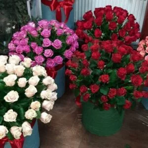 белые, розовые, красные розы