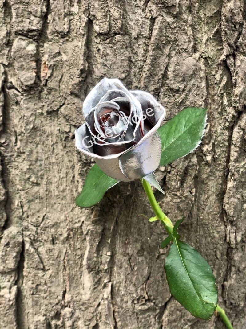 Silver rose - Green Rose