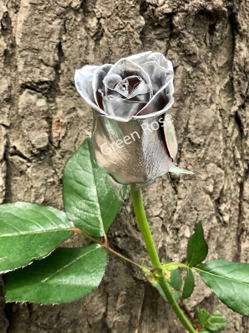 Silver rose - Green Rose