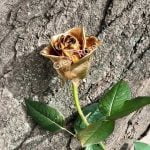 Золота троянда