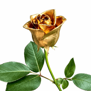 Золотая роза