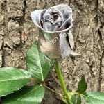 Срібна троянда