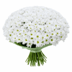 Букет белая ромашка 51 штука
