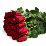 Эквадорская Роза красная высокая 25 штук