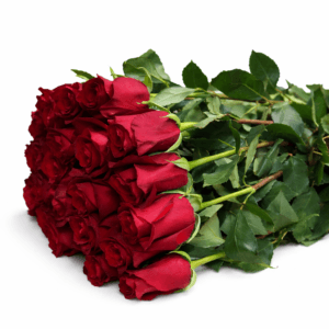 Эквадорская Роза красная высокая 25 штук