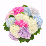 Букет гортензій у пастельних кольорах