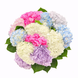Букет гортензій у пастельних кольорах