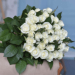 Троянда Білуга 51 штука