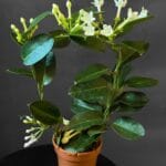 Стефанотис (Мадагаскарский жасмин) на дуге