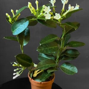 Стефанотис (Мадагаскарский жасмин) на дуге