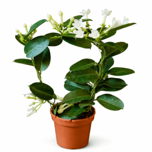 Стефанотис (Мадагаскарский жасмин) на дуге